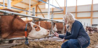 ‘Melkveesector staat aan vooravond van AI-revolutie’