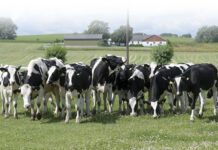 Zweden droomland voor boeren