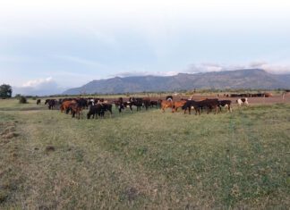 ‘In Tanzania maakt één koe echt een essentieel verschil’