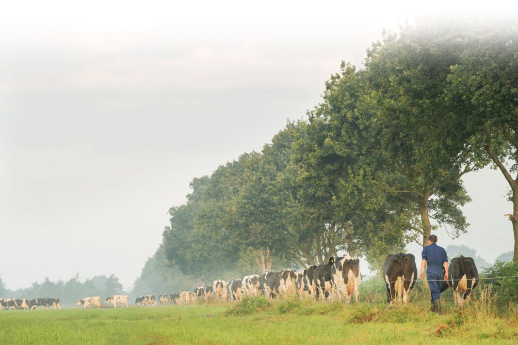 Beeld-2-toekomst-melkveehouderij