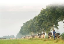 Wegvallen derogatie zet weidegang extra onder druk