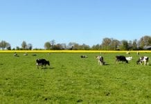 Beloon natuurlijke wijze van terugdringen emissies