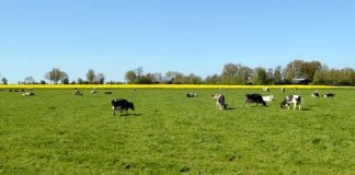 Beloon natuurlijke wijze van terugdringen emissies
