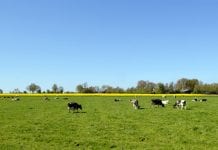 Een zegen, staarten en hectares tellen