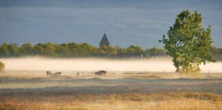 Nederland lijkt verliefd te zijn op natuur