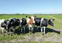 ‘In tien jaar helft Nederlandse melkveehouders weg’