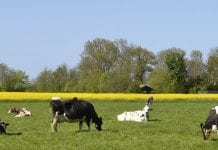 O Nederland, wat ben je mooi ineens
