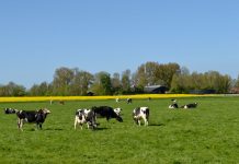 DARWIN WIJST DE WEG NAAR VERGROENING