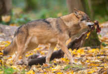 De wolf jaagt boeren achter de hekken