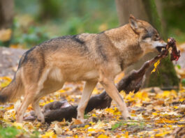 De wolf jaagt boeren achter de hekken