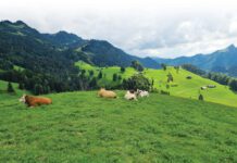 Zelfs in Zwitserland staat de boer zwaar onder druk