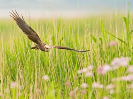 Wie kan en wil de laatste weidevogels nog beschermen?