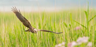 Wie kan en wil de laatste weidevogels nog beschermen?