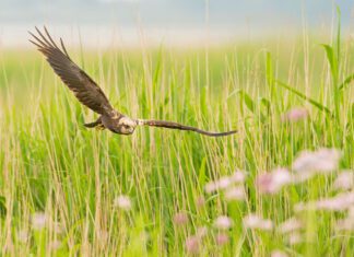 Wie kan en wil de laatste weidevogels nog beschermen?