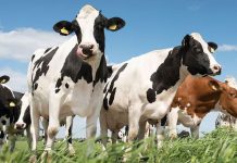 Plotselinge honger naar Nederlandse melk