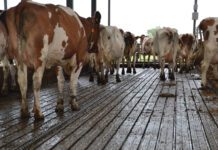 Exit emissiearme stalvloer nabij