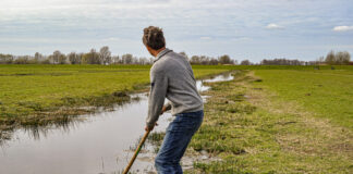 Akkrumer Goedland: de koe blijft, het boeren verandert