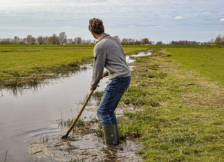 Akkrumer Goedland: de koe blijft, het boeren verandert