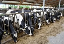 ‘Fosfaatrechten wellicht toch naar uitschaarder’