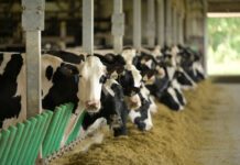 Emigratie in trek, maar van ‘emigratiegolf’ geen sprake