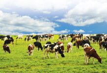 Hollands weiderund loopt promotie naar eredivisie mis