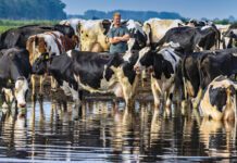 ‘Als je nooit wat probeert, is er ook nooit succes’