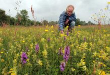 Veel bloemrijkdom, gezoem en gefladder dit voorjaar
