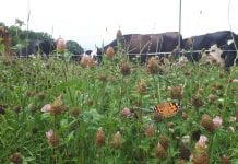 Het gelijk en ongelijk van Zembla