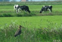Premie voor AH-boer van A-ware naar 5 cent met ploegverbod