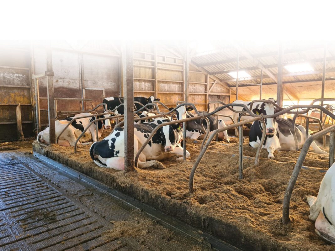 Vlas-alternatief-kalk1---dit-is-de-hoofdfoto