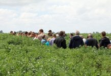 Veldbonen perspectiefrijk maar geen eenvoudige teelt
