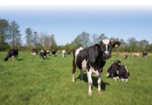 Pieter de Jong: ‘Melk verdient forensisch onderzoek’