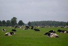 ‘Wij laten ons vooral de kop niet gek maken’