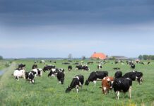 Geen compensatie? Dan geen beweging in de Friese veenweide