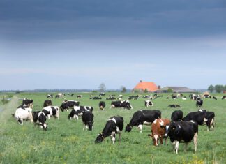 Vrees voor generieke korting staat succes krimpplan in de weg