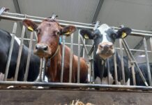 Melk van het Noorden on Tour in Zweden. Bekijk de foto’s en video