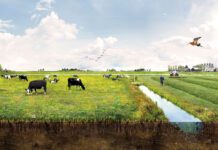 Hoe onze lieve Heer melkveehouderij ooit bedoelde