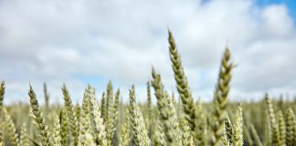 ‘Om samen te werken moet je elkaar vertrouwen’