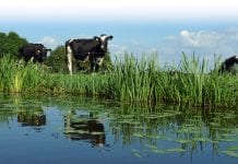 Plan veenweide klaar, nu het geld nog