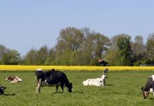 ‘Onderverpachten? Vraag altijd schriftelijk toestemming’